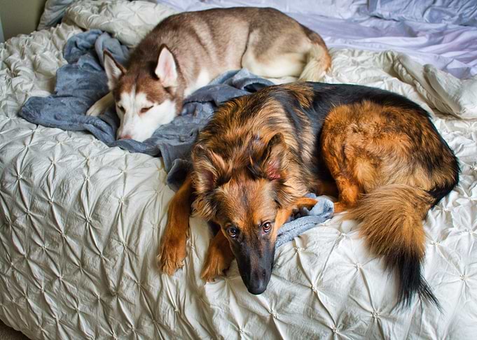 Husky and German Shepherd on Bed