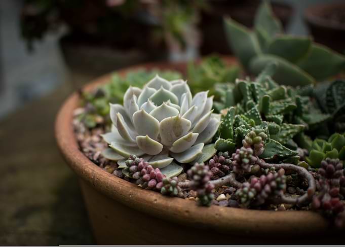 Succulent Garden in Terracotta Pot