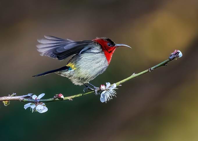 Crimson Sunbird on Blossoming Branch
