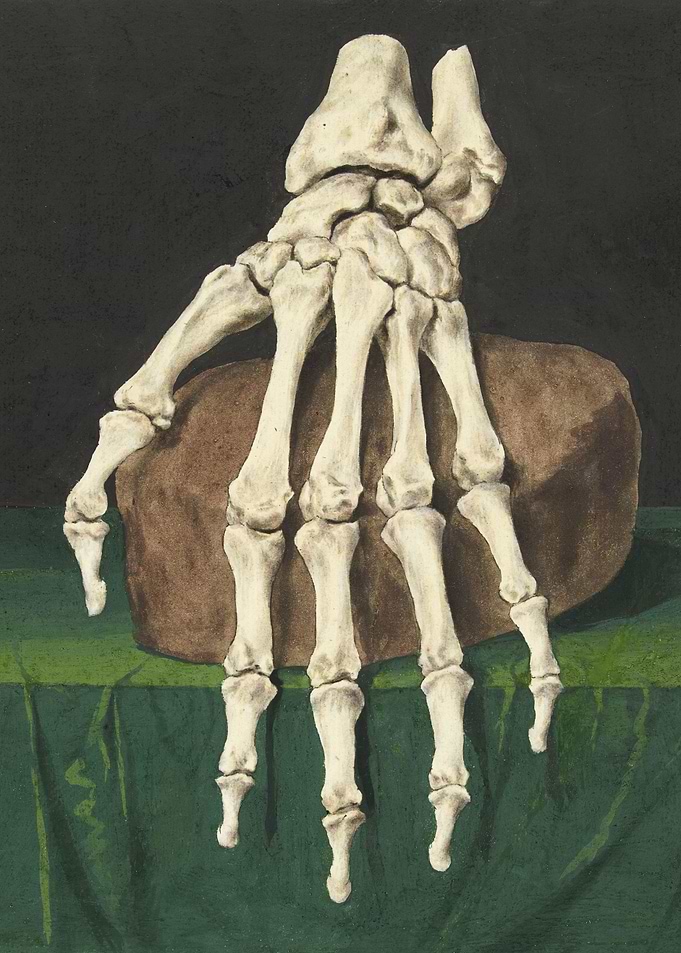 Anatomical Hand Study