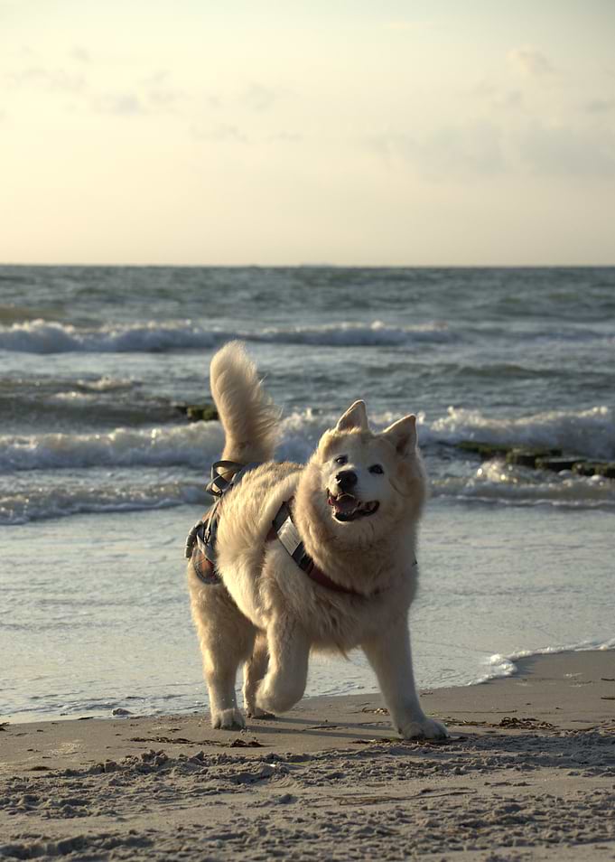 Dog on the beach