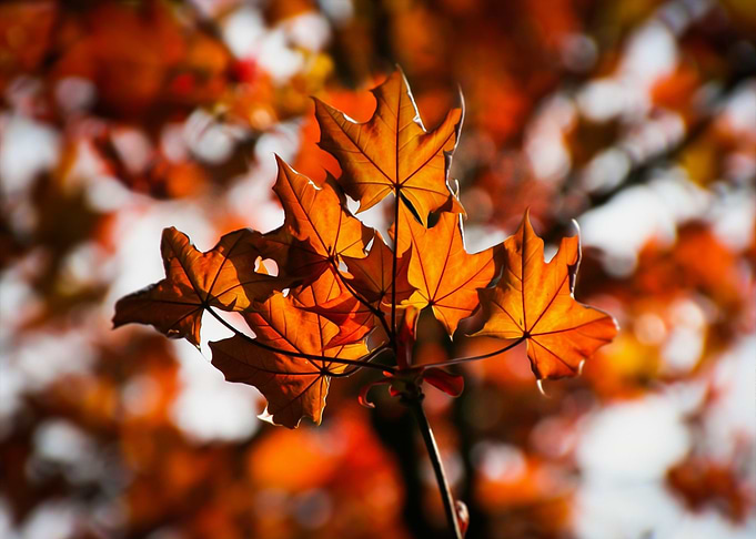 Autumn Maple Leaves