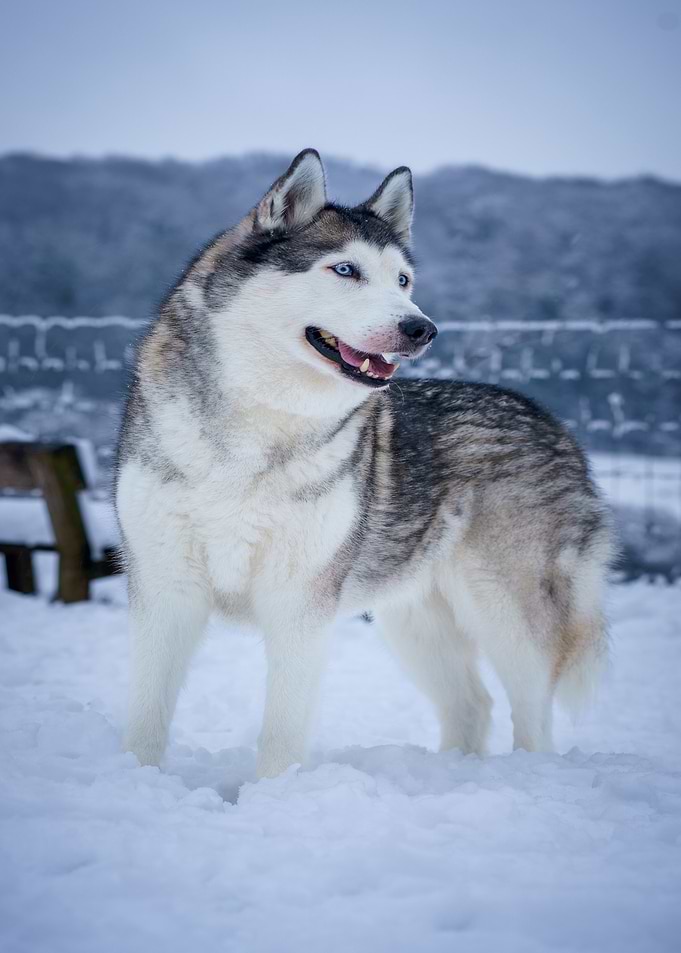 Husky in Winter Wonderland