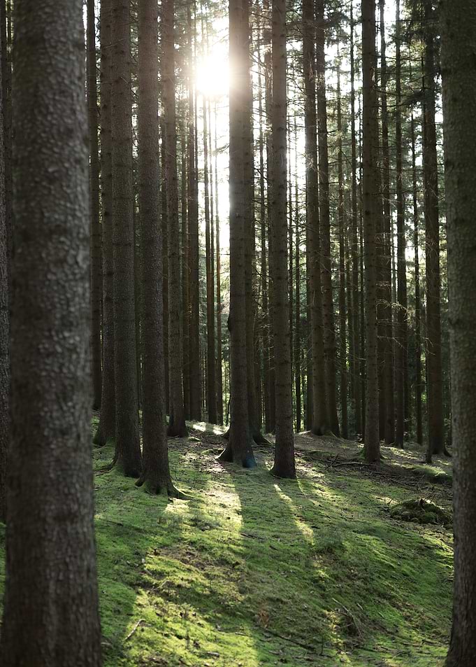 Sunlit Forest with Tall Trees