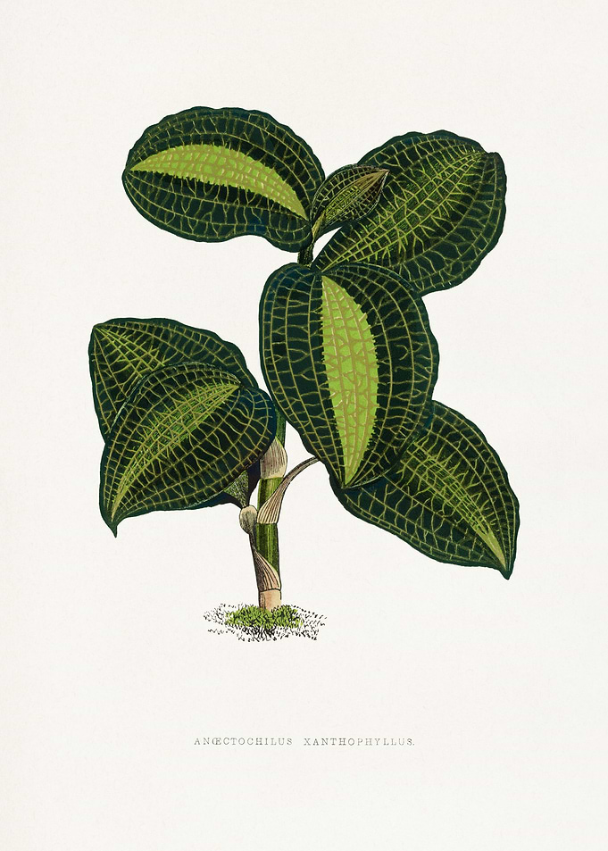 Anoectochilus Xanthophyllus Botanical Illustration
