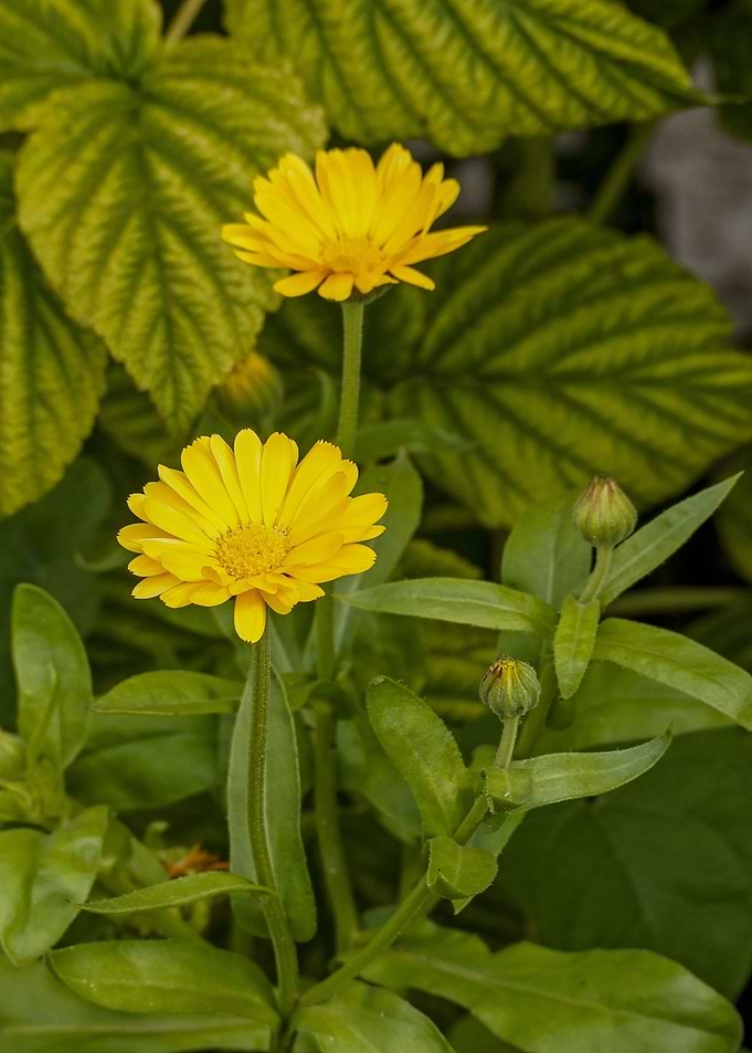 Yellow Calendula Flowers in Natural Setting