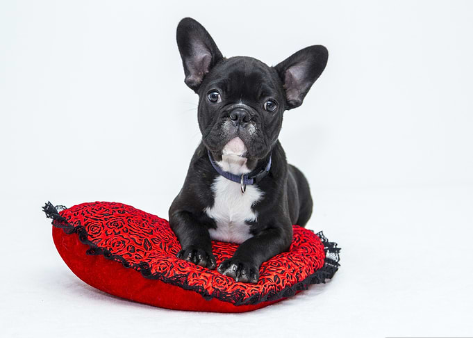French Bulldog Puppy on Red Pillow
