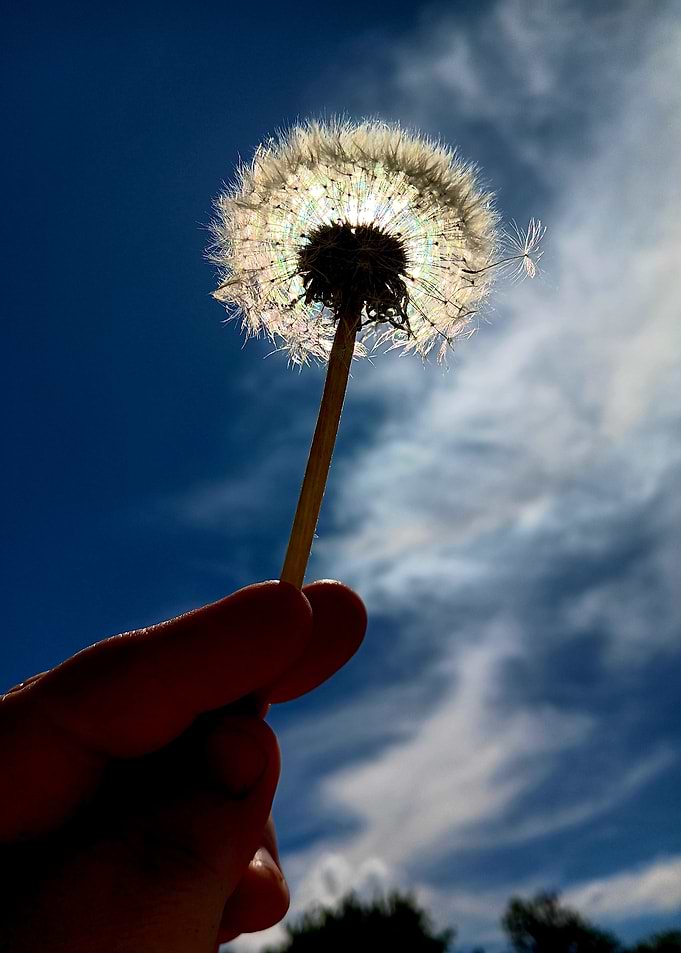 Dandelion Seed Head Against Blue Sky
