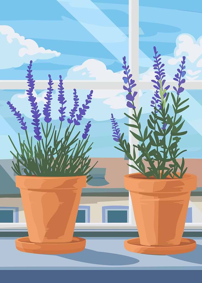 Lavender plants in pots by window
