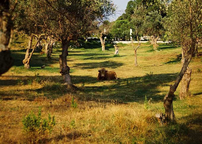 Cow resting in a grassy field