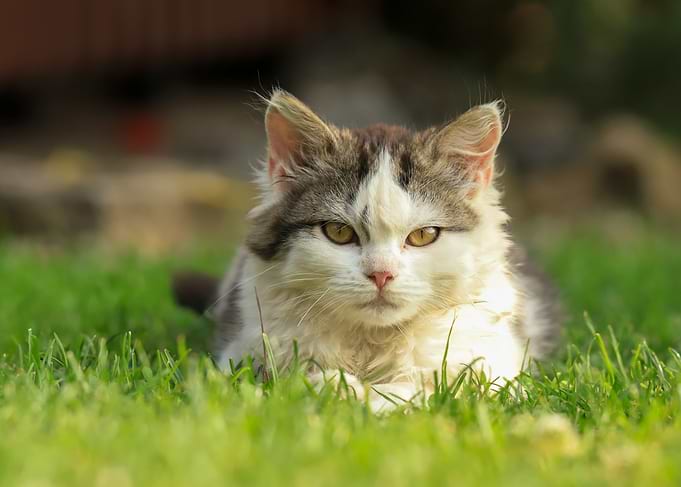 Cat resting in the grass