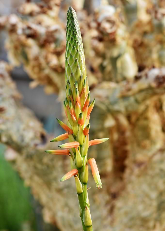 Aloe Vera Flower Spike Close-Up