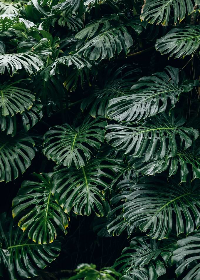 Lush Monstera Deliciosa Foliage