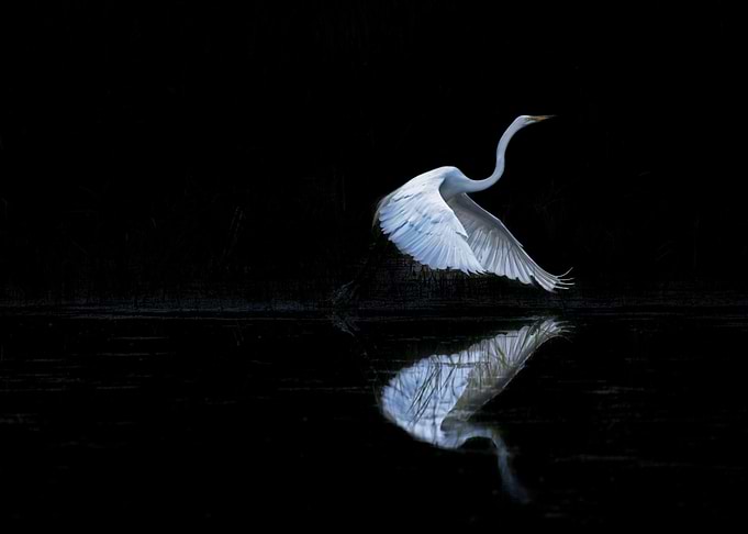 White Egret in Flight Reflection