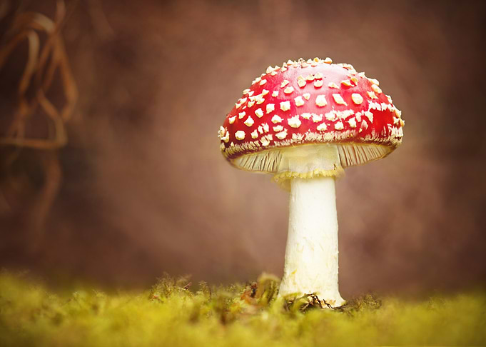 Amanita Mushroom in Forest Setting