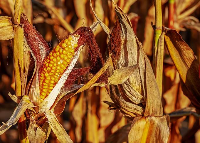 Ripe Corn on the Cob