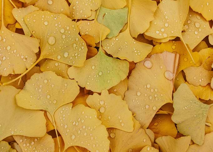 Ginkgo Leaves with Water Droplets