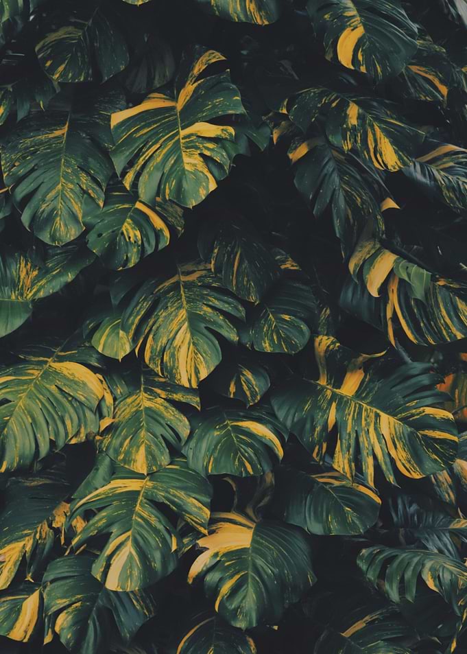 Monstera Leaves with Yellow Variegation