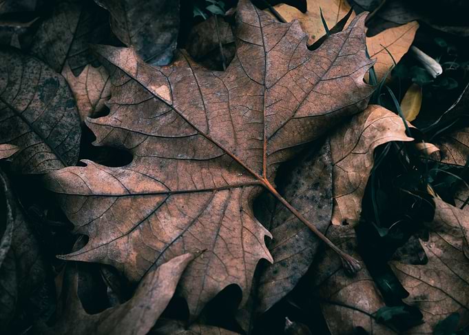 Autumn Leaves Close-Up