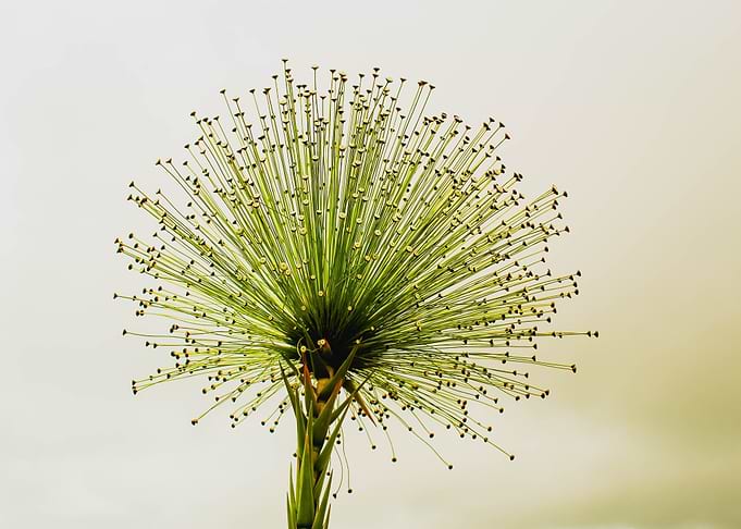 Exotic Green Flower with Seed Pods