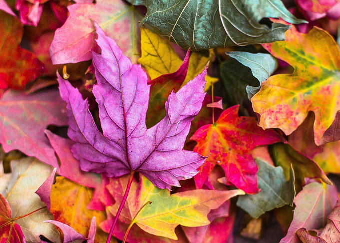 Colorful Autumn Leaves Close-Up