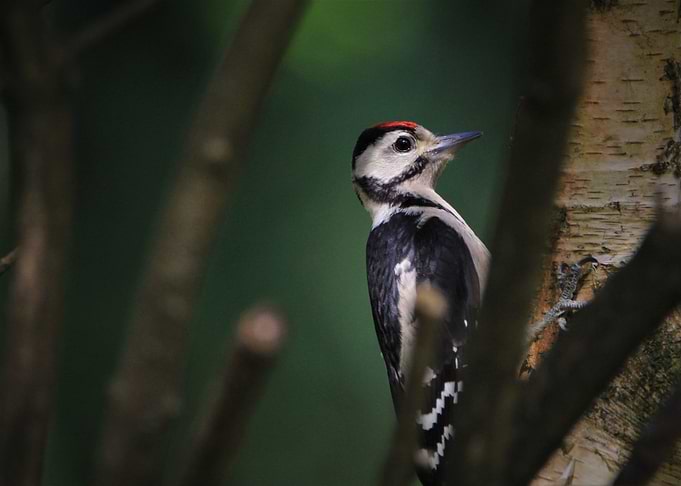 Great Spotted Woodpecker on a Tree