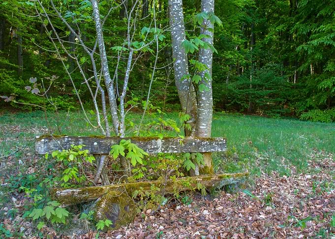 Rustic Bench in Forest Clearing