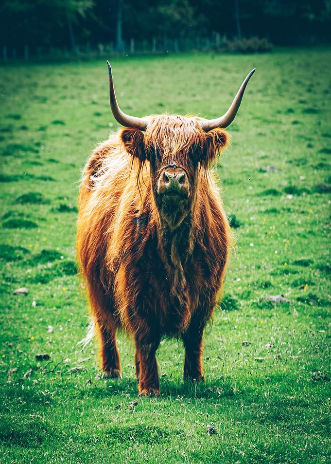 Highland Cow Portrait in Green Field