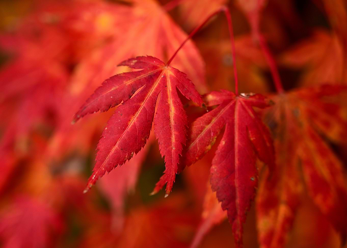 Red Maple Leaves in Autumn