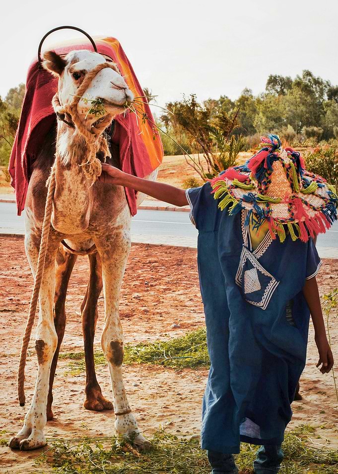 Camel and handler in Marrakech Morocco