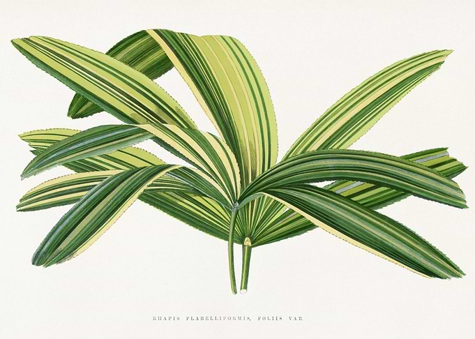 Rhapis Flabelliformis Plant Illustration