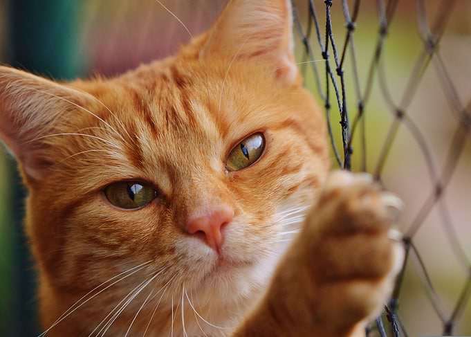 Orange Tabby Cat Portrait