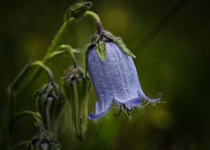 Bluebell Flower Close-Up