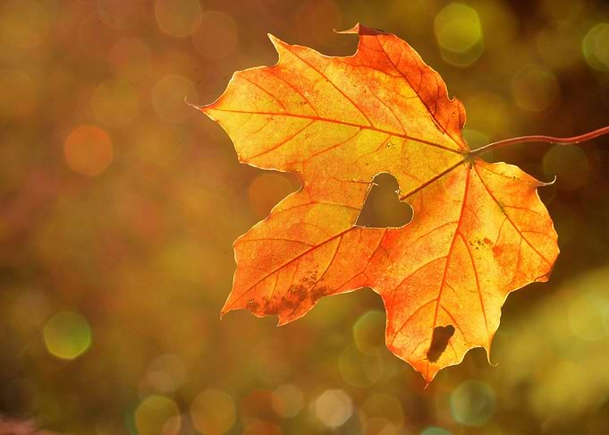 Autumn Leaf with Heart-Shaped Hole