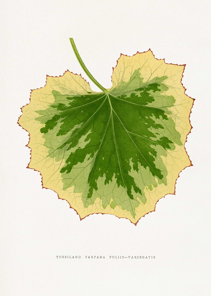 Tussilago Farfara Foliis-Variegatis Leaf Illustration