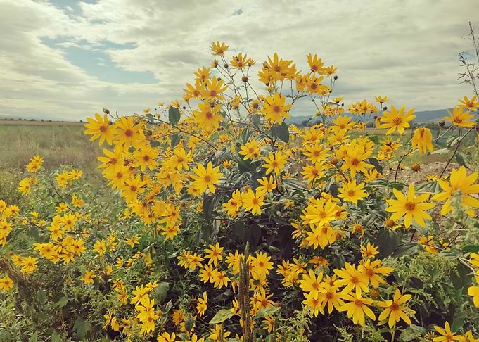 Field of Yellow Flowers