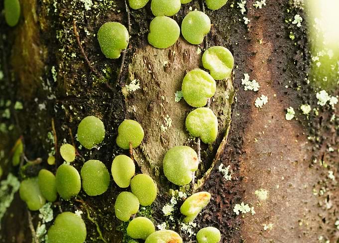 Green Dischidia nummularia on Tree Bark