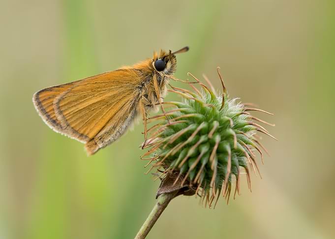 Butterfly on a Thistle Bud