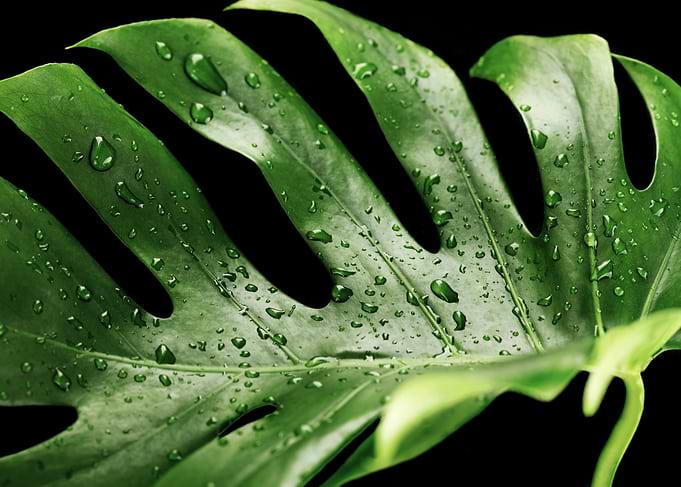 Monstera Leaf with Water Droplets