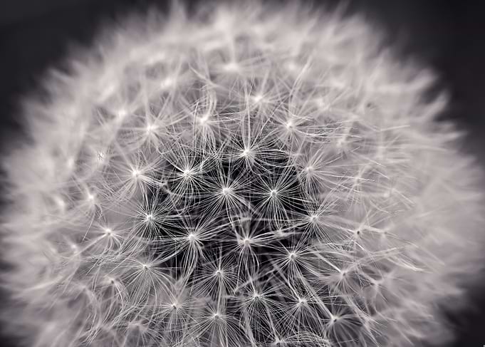 Dandelion Seed Head Close-Up
