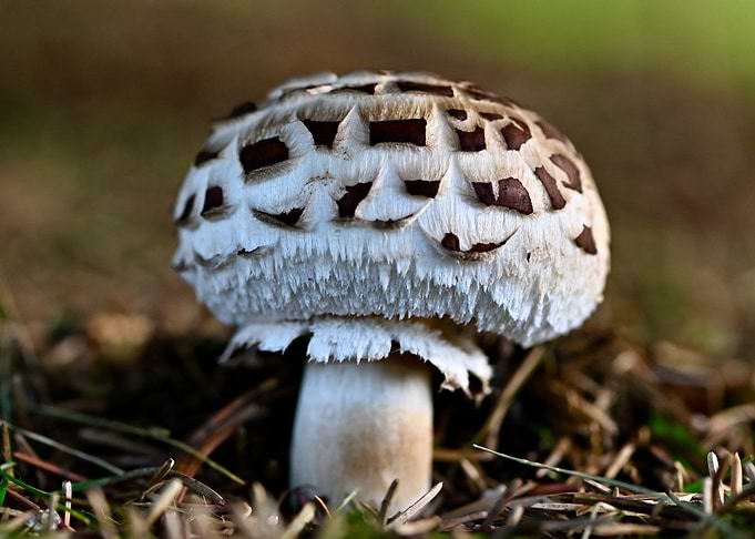 Mushroom in the forest