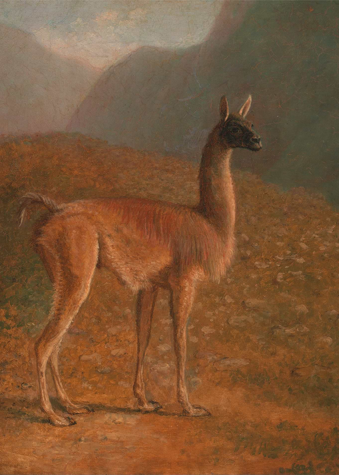 Llama in Mountain Landscape Painting