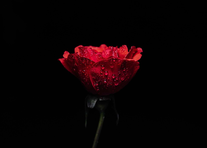 Red Rose with Water Droplets