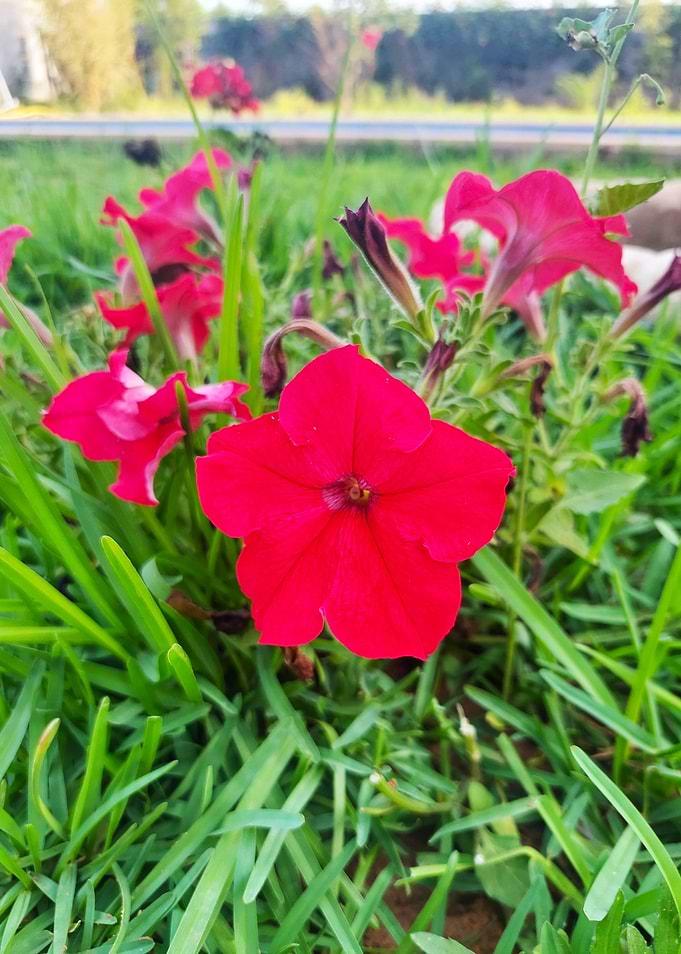 Red Petunia Flower in Green Grass