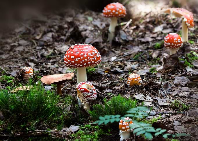 Amanita Mushrooms in Forest