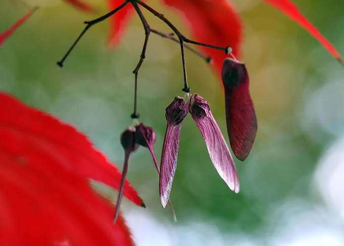 Maple Seeds and Red Leaves