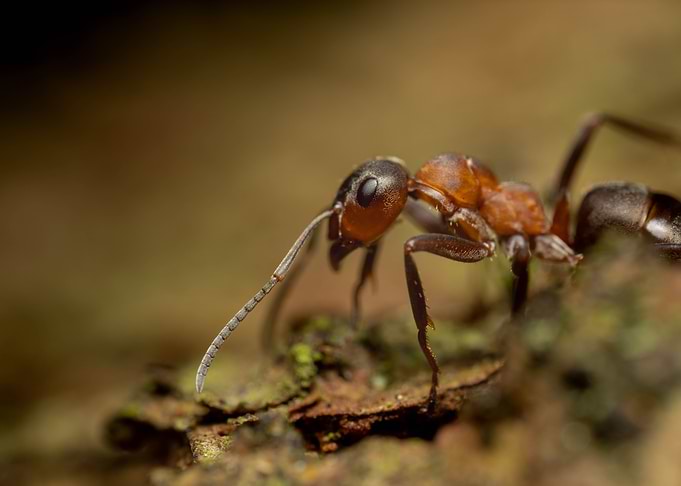 Ant