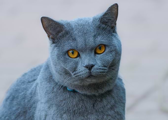 Gray Cat with Yellow Eyes Portrait