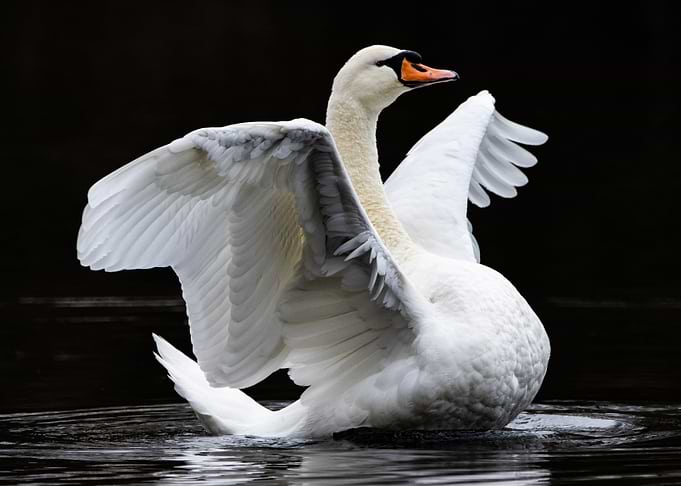 Swan Spreading Wings on Water