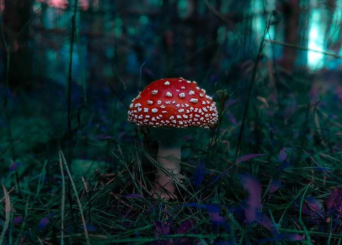 Red Mushroom in Forest